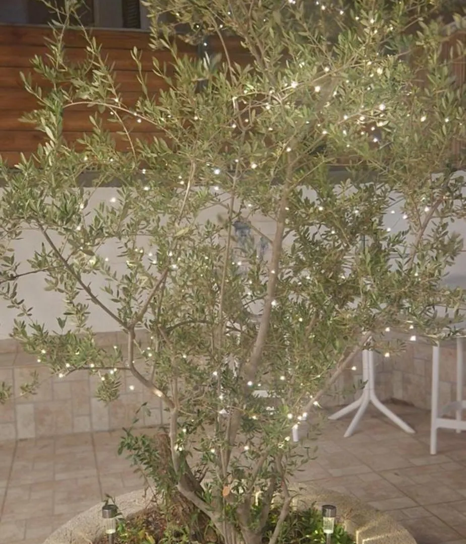 הקונכייה Apartment Eilat Israel